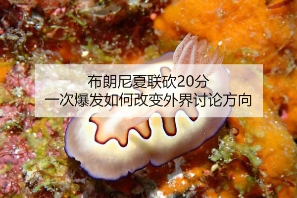 布朗尼夏联砍20分 一次爆发如何改变外界讨论方向